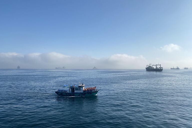 Depuis Santiago : excursion à Valparaíso/San AntonioDepuis Santiago : excursion en bateau à Valparaíso/San Antonio