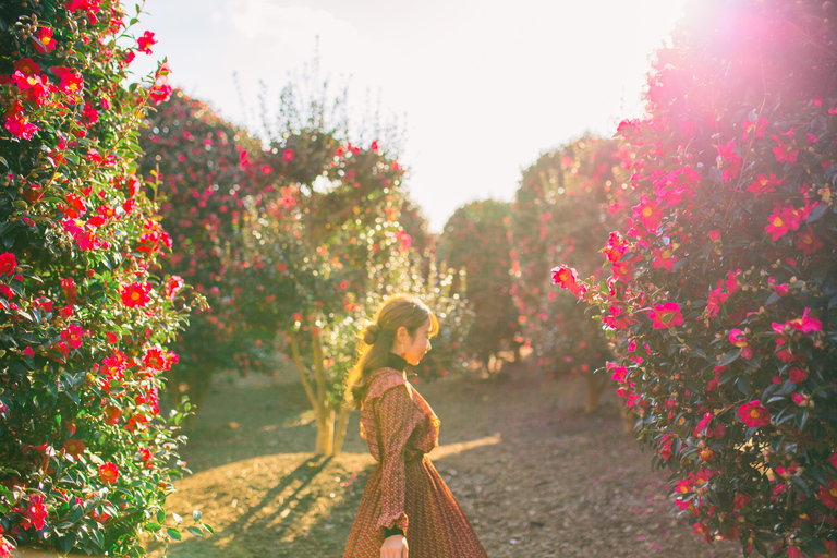 Jeju: Winter SouthWest Tangerine Pick, Snow, Camellia, Tour
