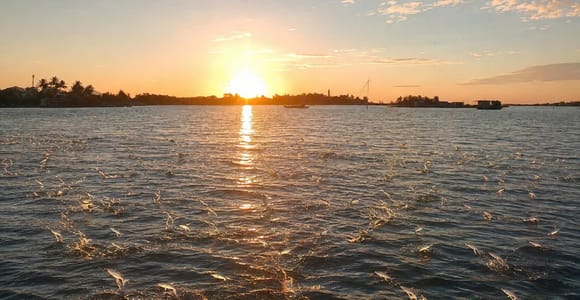 Sunrise Hoi An: Watch Fish Jumping, Trapping & Wildlife