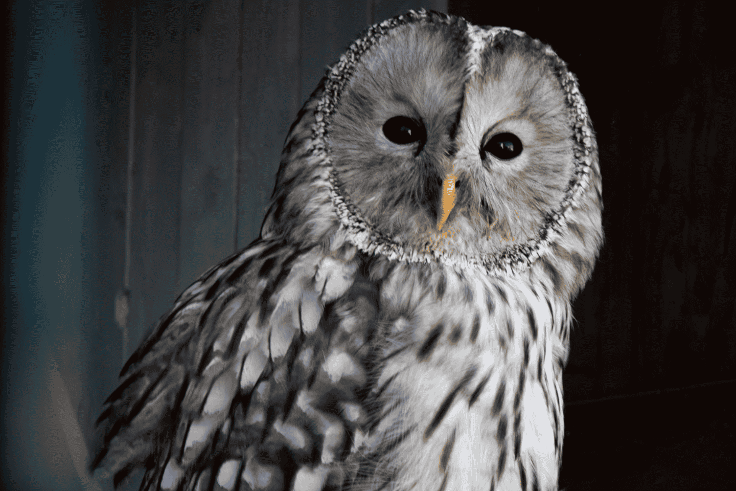 Wexford: Birds of Prey Experience and Heritage Park Entry