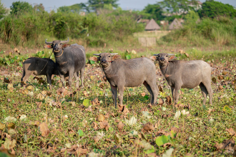 Siem Reap: Horseback Ride with Tour Guide at Phnom Krom (1 hour) Horseback Ride with Tour Guide