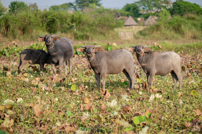 Siem Reap: Horseback Ride with Tour Guide at Phnom Krom (1 hour) Horseback Ride with Tour Guide