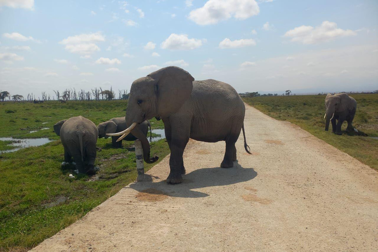 OVER NIGHT AMBOSELI PARK FROM NAIROBI BUDGET SAFARI.