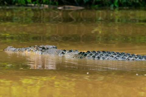 Kinabatangan River Trip from Sandakan with Lunch Included (Shared Tour) Kinabatangan River Trip Sandakan with Lunch