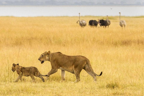 Tanzania: 7-dagars Big Five-safari med boendeDet bästa av de 5 stora