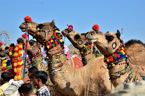 10 Tage Rajasthan &amp; Goldenes Dreieck mit Tiger Safari Tour10 Tage Tour - AC Auto mit professionellem Guide