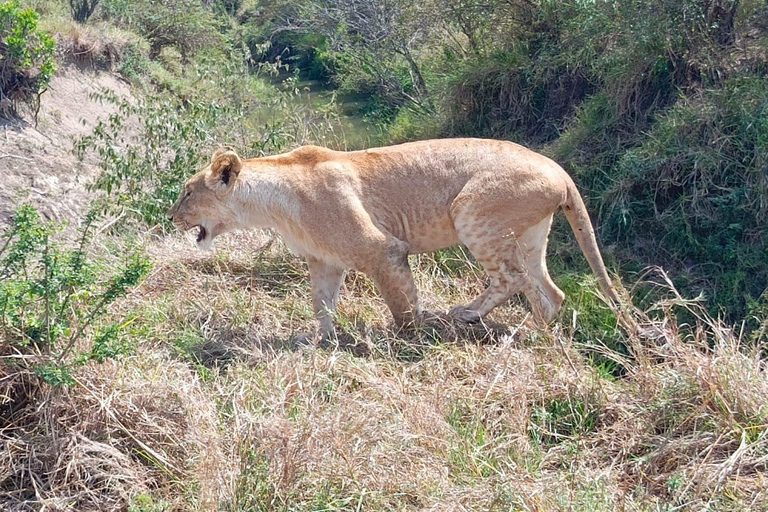 Nairobi: Maasai Mara National Reserve Day Trip