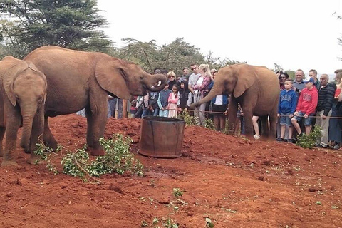 Nairobi National Park&Elephant Orphanage&Giraffe Centre Tour