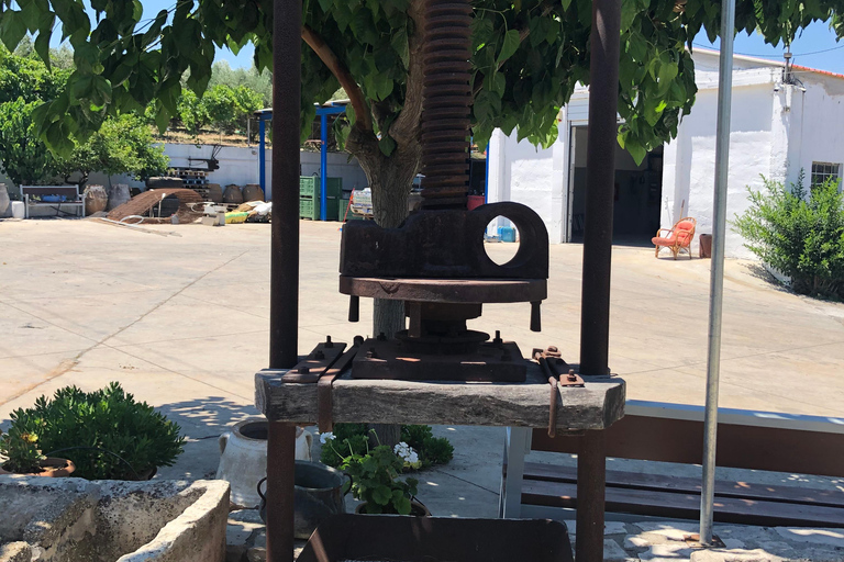 Découvrez les secrets du vin et des olives à RéthymnonRethymno : Visite d'un vignoble et d'un moulin à huile avec dégustation et déjeuner