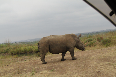 Nairobi Park Safari, Sheldrick's Orphanage & Giraffe Center Shared Drive in Open-Roof Van Game Drive