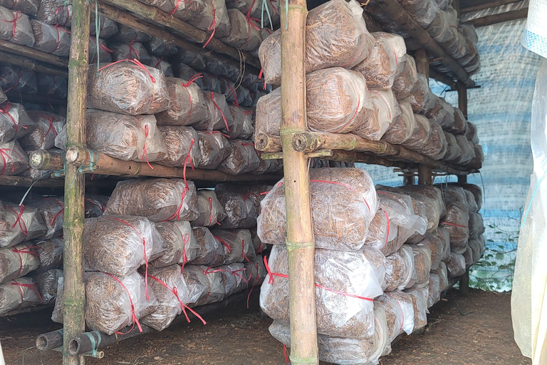 DE HUE : HUE PARA HOI AN VIA HAI VAN PASS POR EASYRIDER