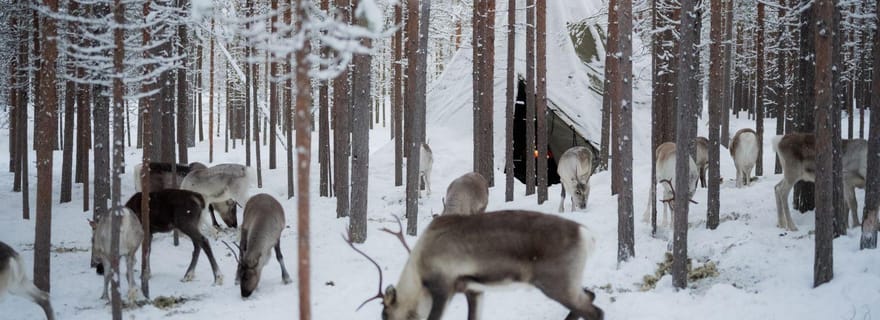 Ivalo : visite des rennes – Rencontrez et nourrissez les rennes