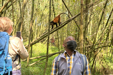 Passeio de 3 dias ao Gorila Mgahinga Gorilla NP Uganda via Ruanda