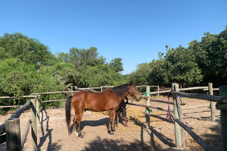 Maputo: Macaneta Beach Horse Riding Tour