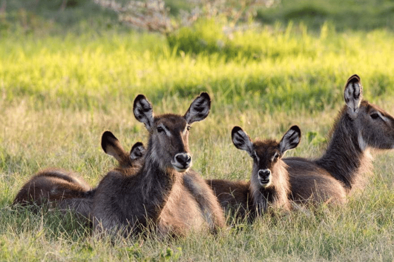 Arusha: 2-tägige Safari nach Arusha und zum Mkomazi-NationalparkArusha: 2-tägige Safari nach Arusha und in den Mkomazi-Nationalpark