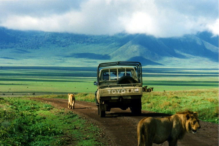 Arusha: 5-Day Wildebeest Migration Safari with Accommodation