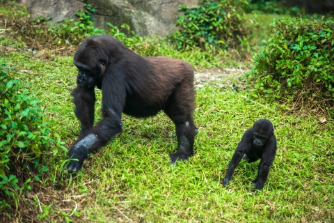 4 Dagen: Rwanda Gorilla Safari