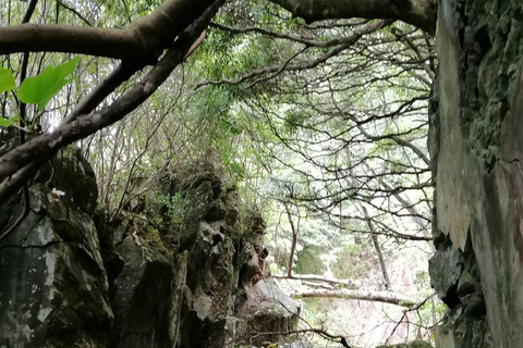 Flower Island: Van Tour