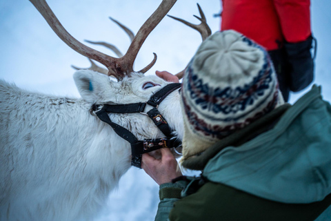 Tromsø: Sami Camp and Reindeer Experience with Lunch