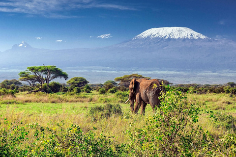 Kilimanjaro: Mandara Hut dagwandeling vanuit Moshi