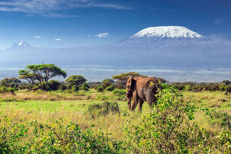 Kilimanjaro: Mandara Hut dagwandeling vanuit Moshi