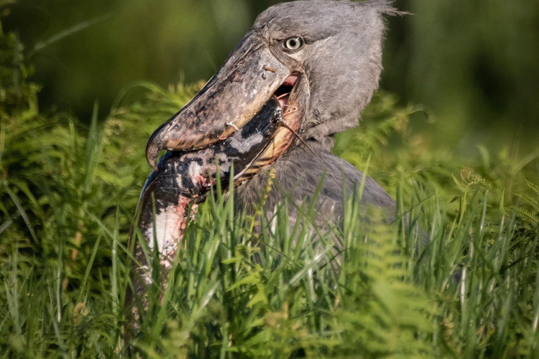 Entebbe: Mabamba Shoebill Birding Tour and Coffee Experience