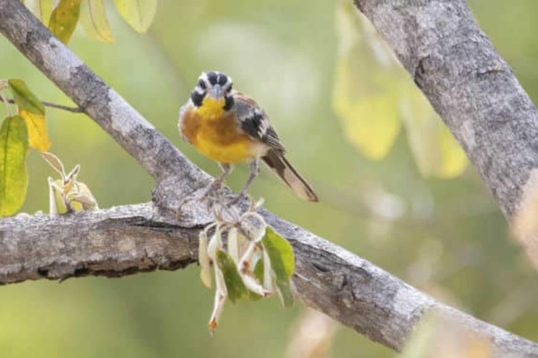 Victoria watervallen: VogelspottenPrivé vogelreis