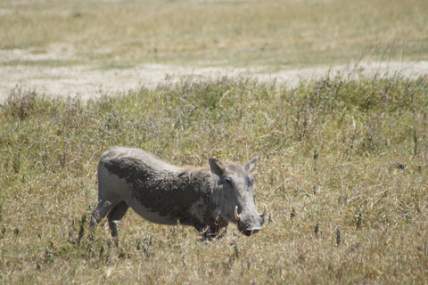Serengeti Explorer: 6 Tage Privatsafari mit Wildbeobachtung.