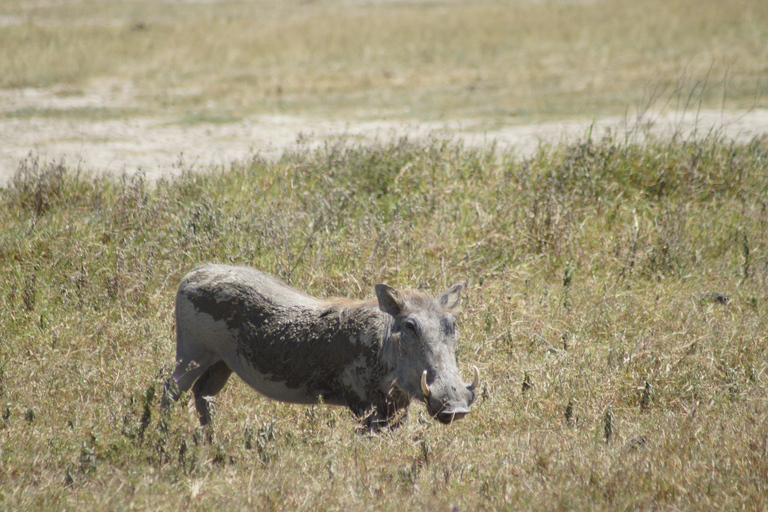 Serengeti Explorer: 6 Tage Privatsafari mit Wildbeobachtung.
