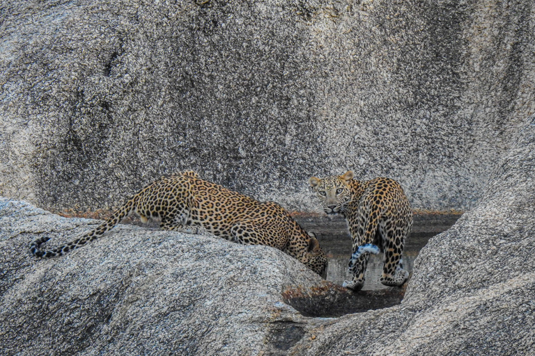 Excursión al Safari en Leopardo de Jawai