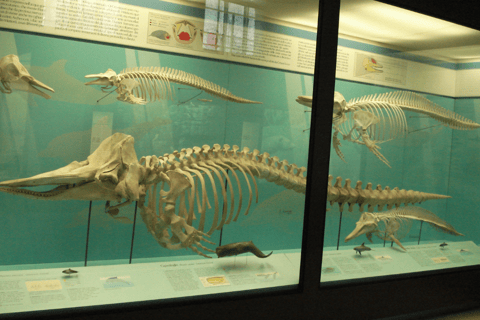 Milan: Natural History Museum Entry Ticket & Audio Guide