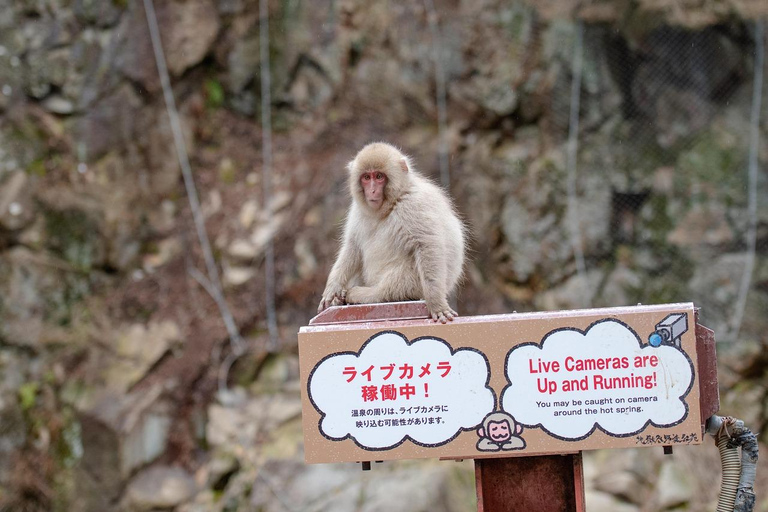 Tokyo: Nagano Snow Monkey Park & Zenko-ji Day Trip Private Nagano Zenko-ji Sedan
