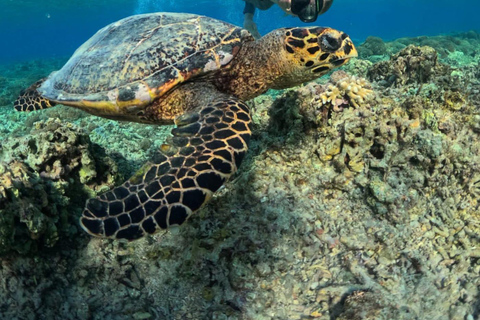 Lombok: Private Gili Islands Snorkeling Experience