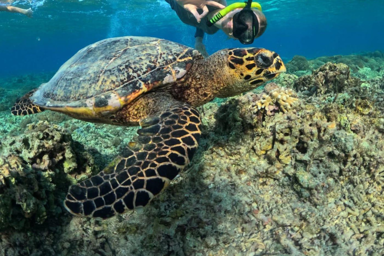 Lombok: Private Gili Islands Snorkeling Experience