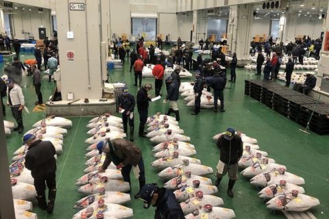 Toyosu and Tsukiji Morning Market with Gov. Licensed Guide