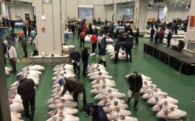 Toyosu Tuna Auction and Tsukiji Market by Gov Licensed Guide