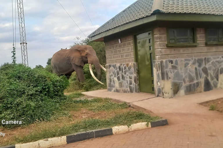 Nairobi: Viagem de 1 dia ao Parque Nacional de Amboseli com safari