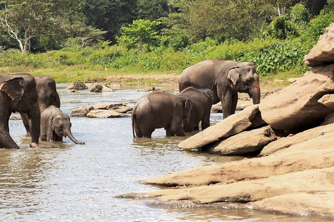 Depuis Anuradhapura : Safari d&#039;une demi-journée dans le parc national de Wilpattu