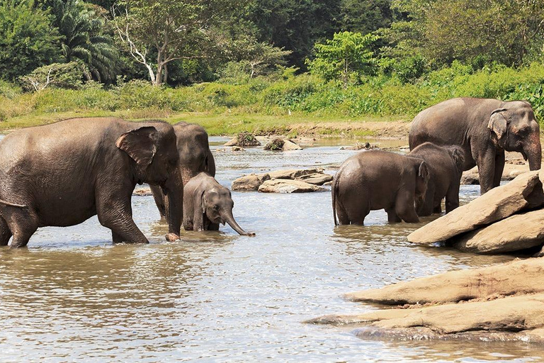 Vanuit Kandy: Wilpattu National Park Safari met ophaalservice vanaf je hotel