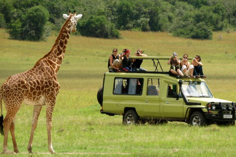 Demi-journée dans la réserve de chasse de Tala et le parc des lions du Natal au départ de Durban