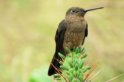 Cusco: Huacarpay Lake Bird Watching Tour ze śniadaniem