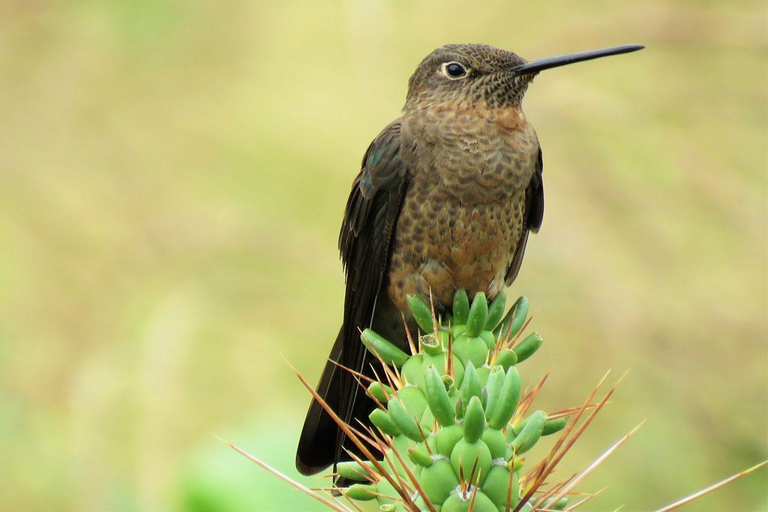 Cusco: Huacarpay Lake Bird Watching Tour with Breakfast