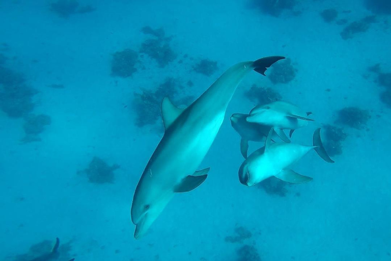 From Hurghada: Orange Island Snorkeling Cruise with Lunch