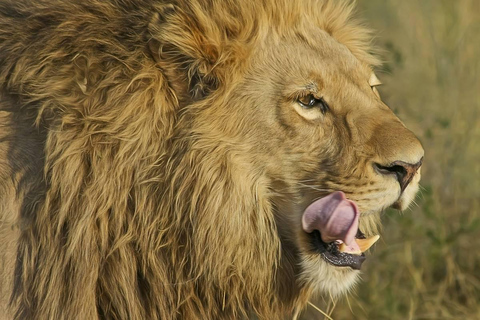 Arusha: 2-Day Lake Manyara National Park & Ngorongoro Crater 2-Day joining Safari to Tanzania National parks…