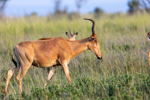 2-Day Tarangire National Park and Ngorongoro Crater Safari