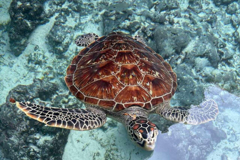 Zanzibar: Spice Farm, Jozani Forest & Salaam Cave Tour Private tour without hotel transfer