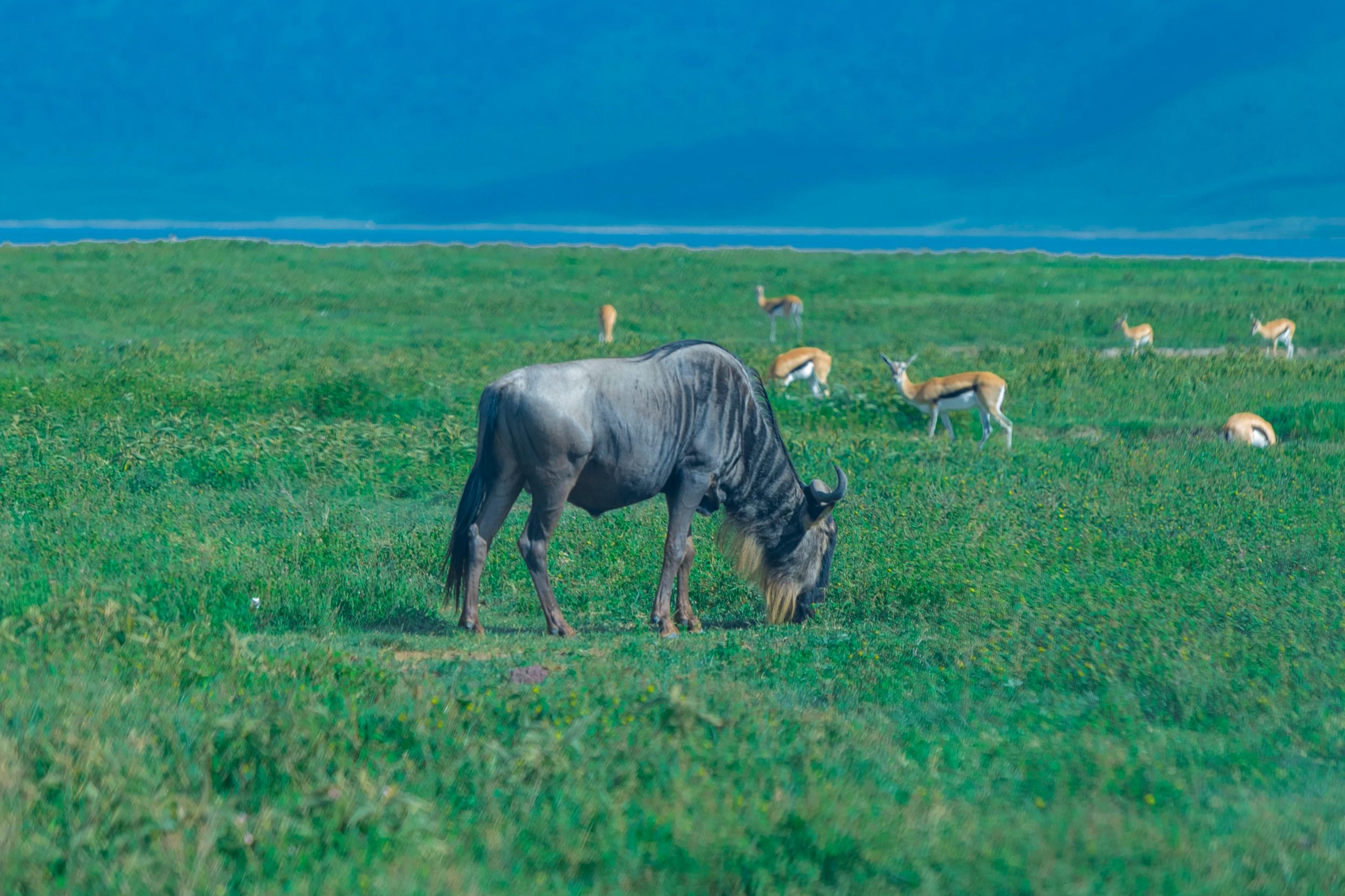 Arusha: 3-tägige private Safari-Tour