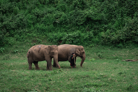 Chiang Mai: Elephant Sanctuary, Long Neck & Sticky Waterfall Private Tour With Hotel Pickup