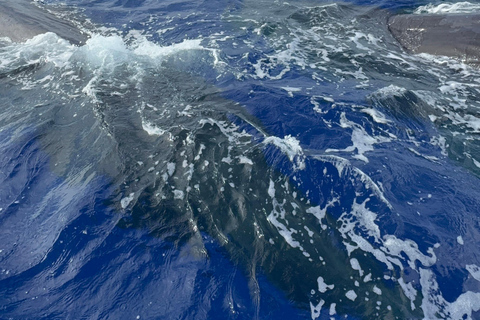 Unique whale watching experience in Mauritius