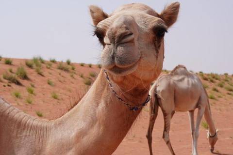 Desde Mascate: 2 días, 1 noche en Wahiba Sands